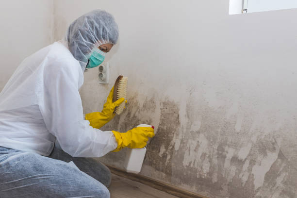 Best Mold Remediation for Specific Building Types in Newell, WV