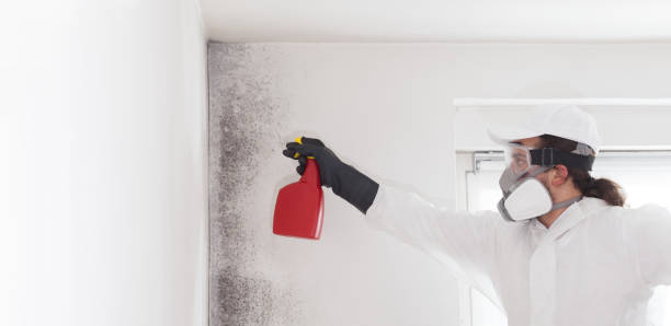 Best Health and Safety Mold Remediation in Newell, WV
