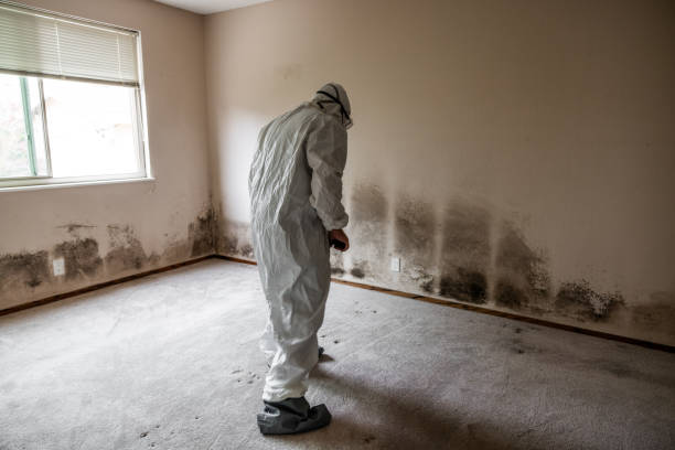 Reliable Newell, WV Mold Remediation Solutions