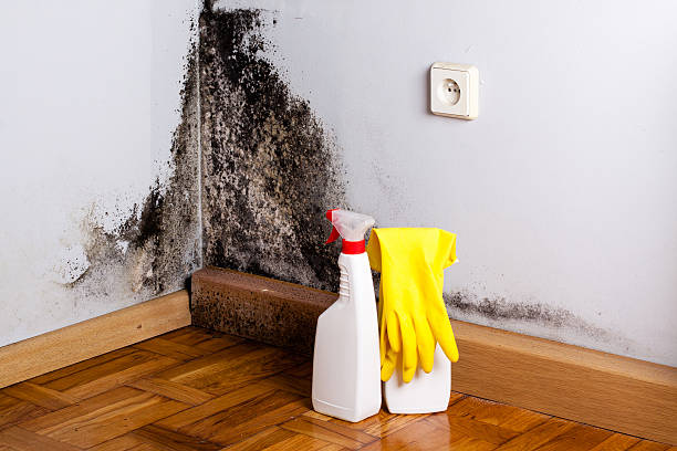 Best Insurance-Related Mold Remediation in Newell, WV