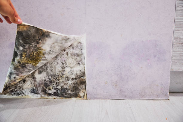 Best Attic Mold Remediation in Newell, WV